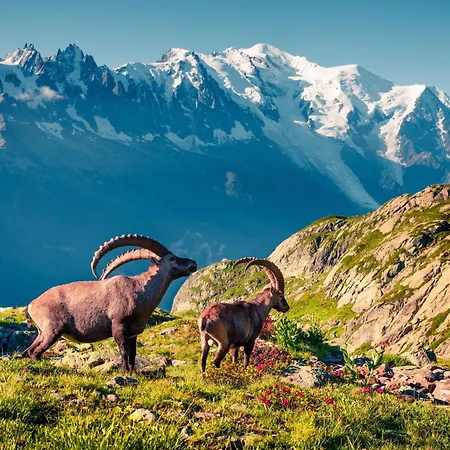 La Maisonnee De Julie - Happy Апартаменты Шамони